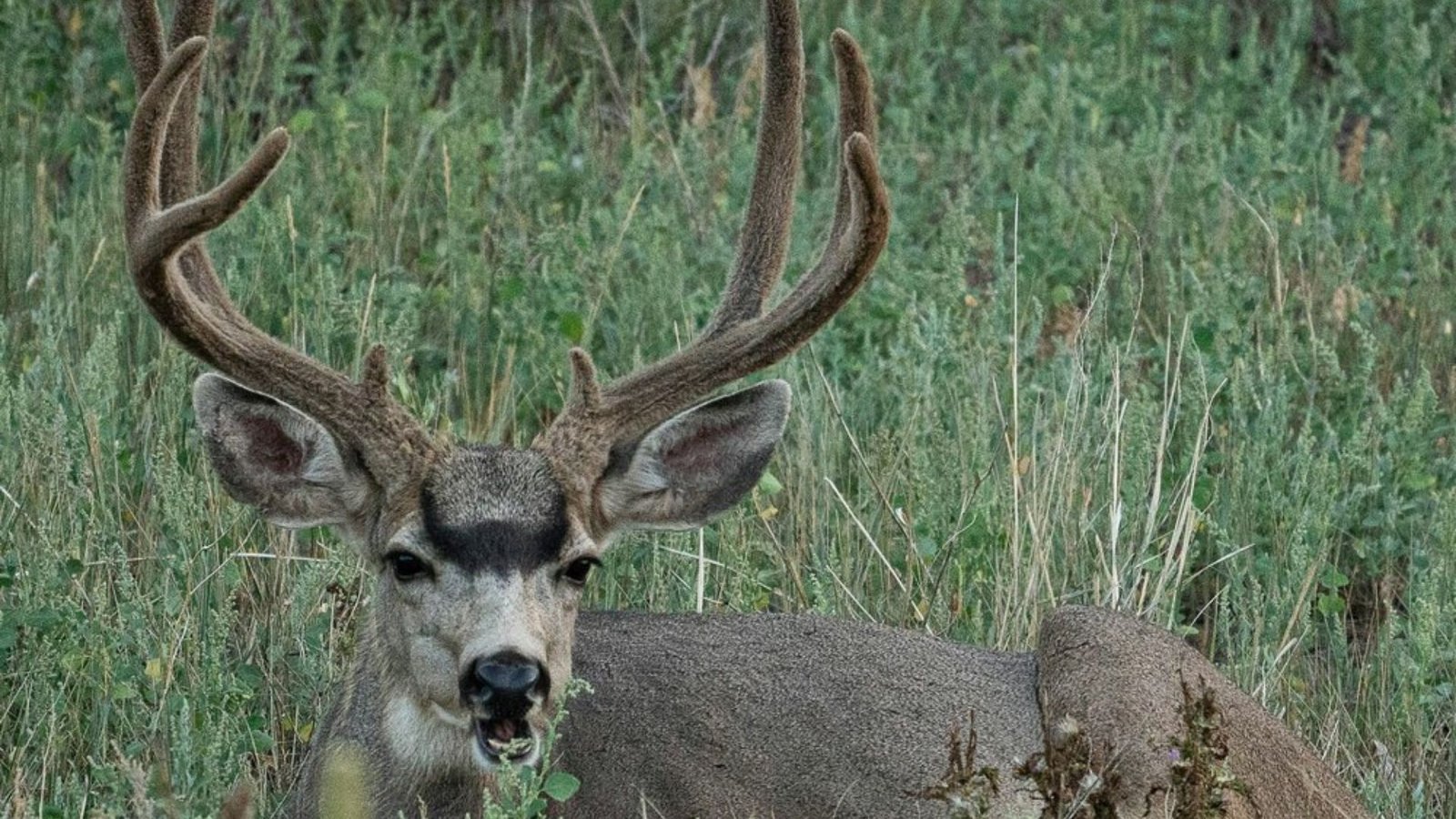 Mule Deer Hunt